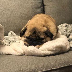 Meet your Posher, Sean